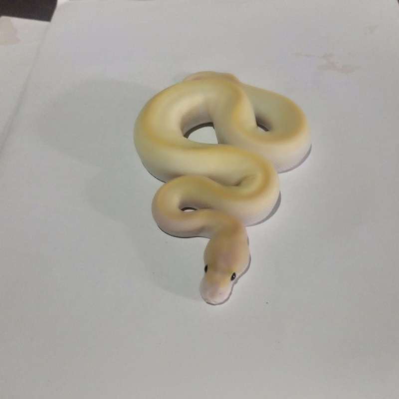 Enchi ivory het pied