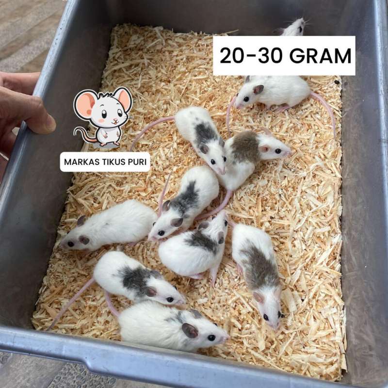 50 Ekor ASF Mix Small Jumper Unsex  (20-30gr)