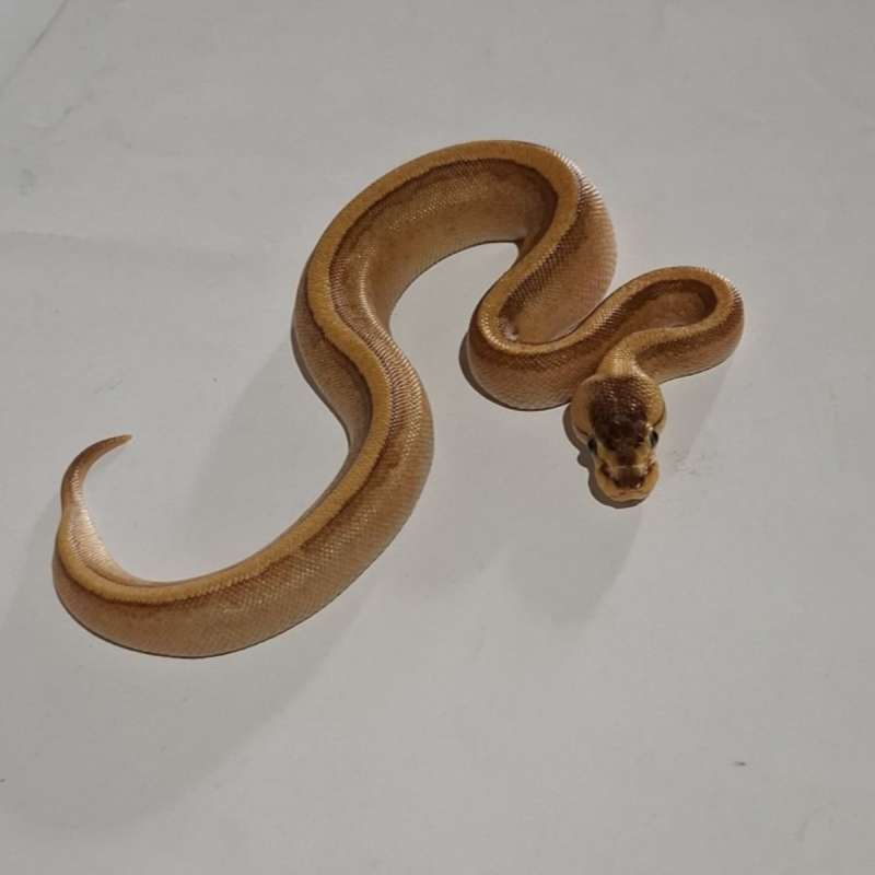 F. Pinstripe super stripe het pied