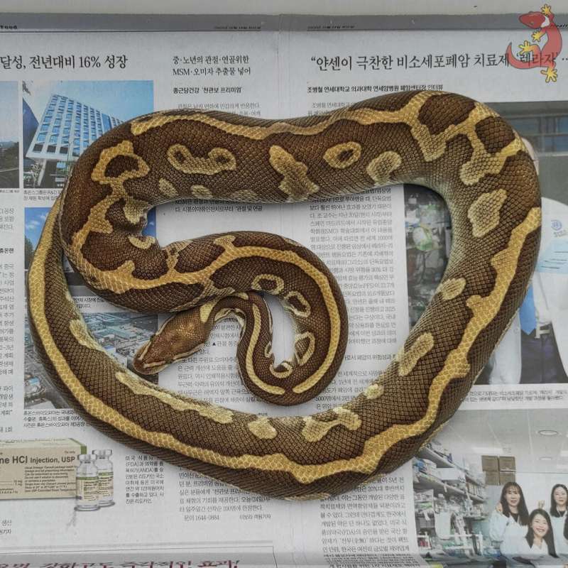 F 1900gr Proven - Leopard Lesser het Clown
