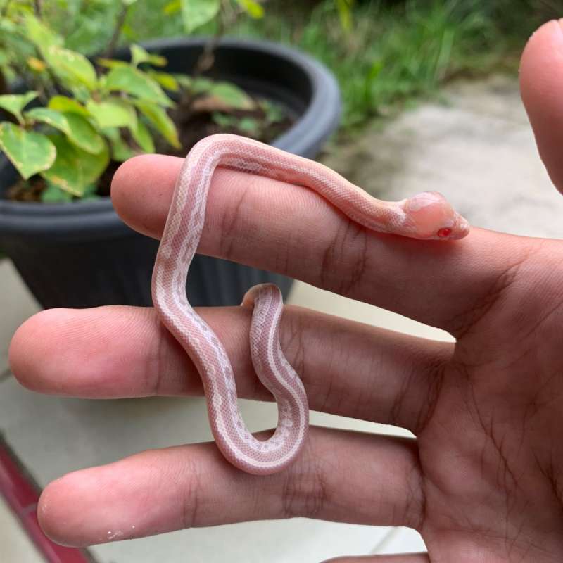 SNOW TESSERA CORN SNAKE
