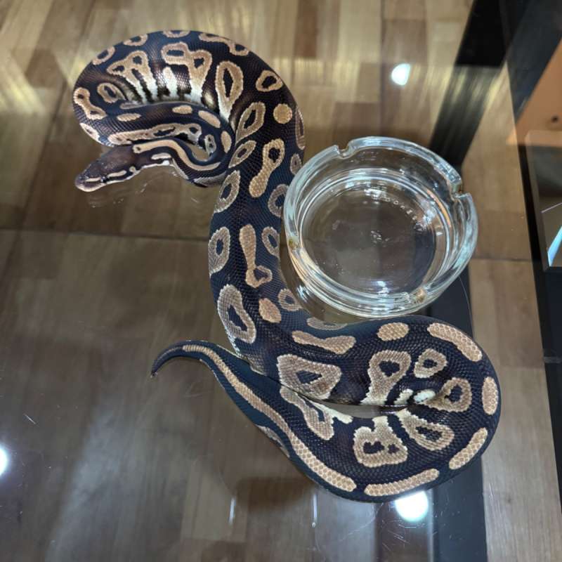 Blackhead het lavender female