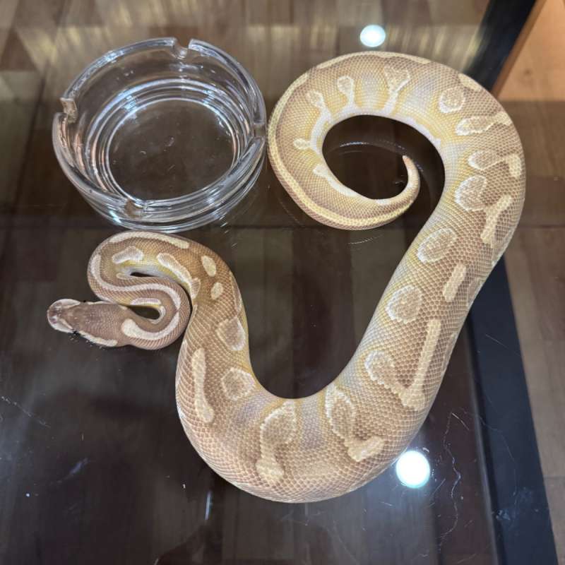 Chocolate lesser black pastel enchi het hypo male