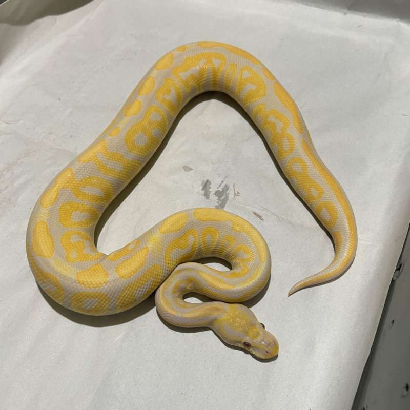 CANDINO BLACK PASTEL MALE
