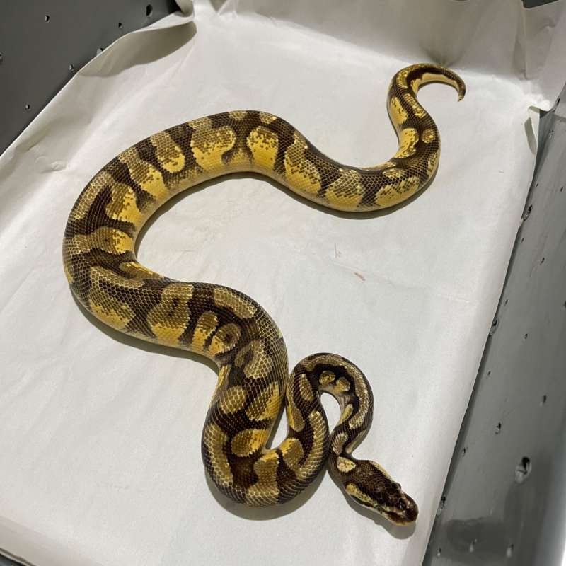 PROVEN PASTEL ENCHI YB 100% HET DESERT GHOST