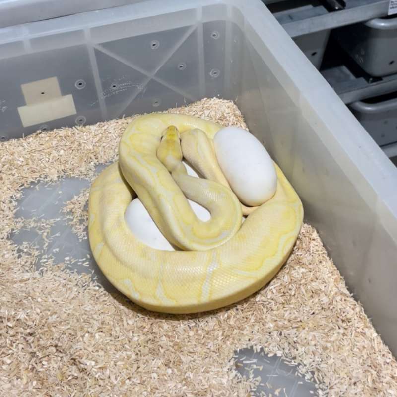 PROVEN FEMALE CANDINO BLACK PASTEL SPIDER