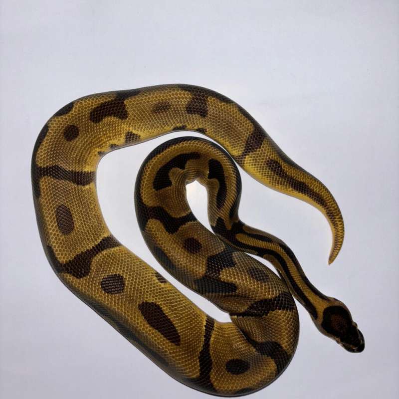 Leopard Enchi Het Pied