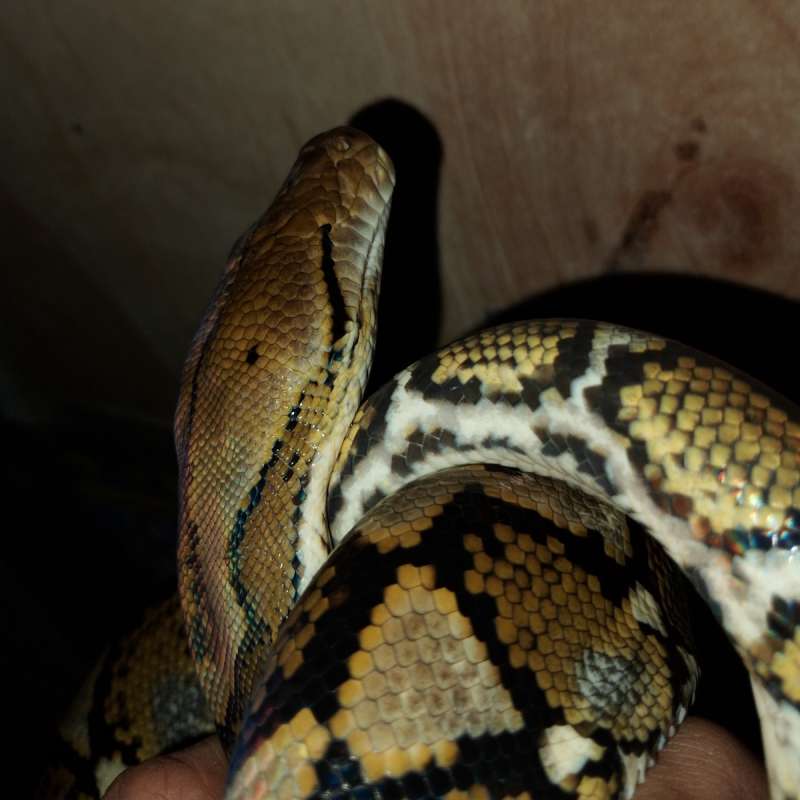 Retic slayer mata sebelah.