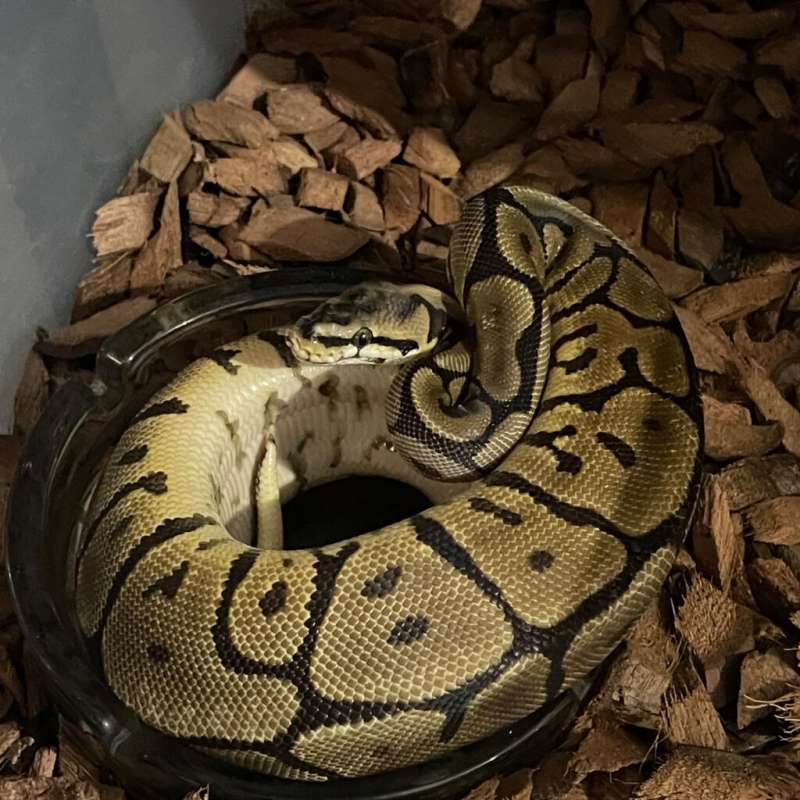 F LEOPARD SPIDER het ACHANTIC CLOWN
