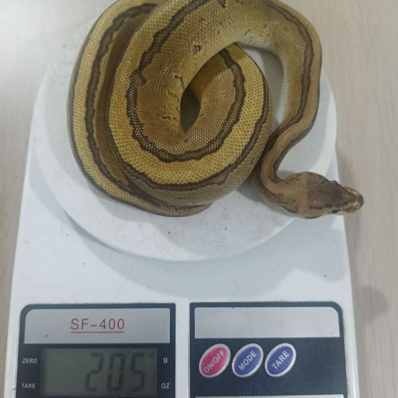 Ball Python Mojave Pinstripe