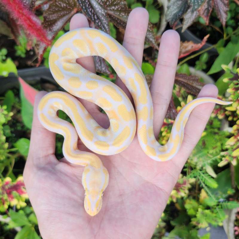 enchi mojave pastel lavender ph clown