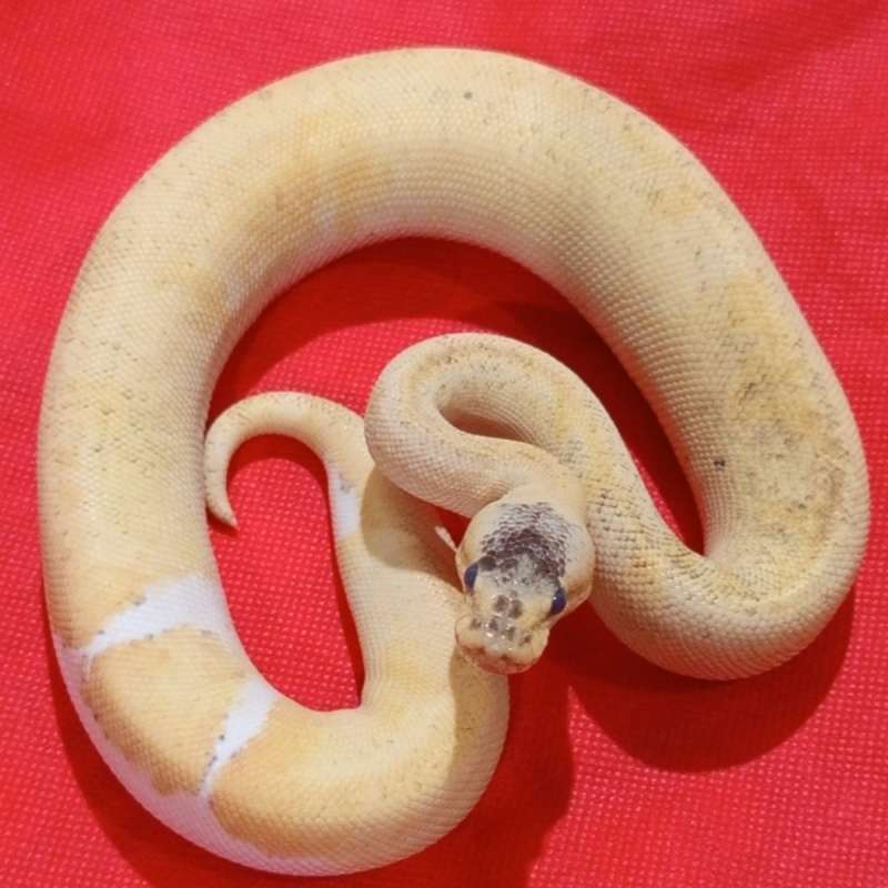 Champagne poss pastel ph pied 50℅