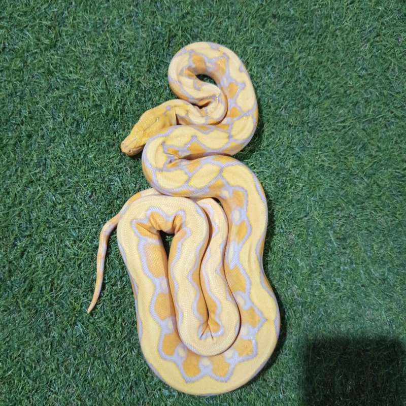 Retic lavender