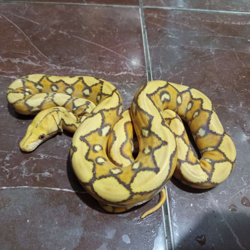 Retic caramel