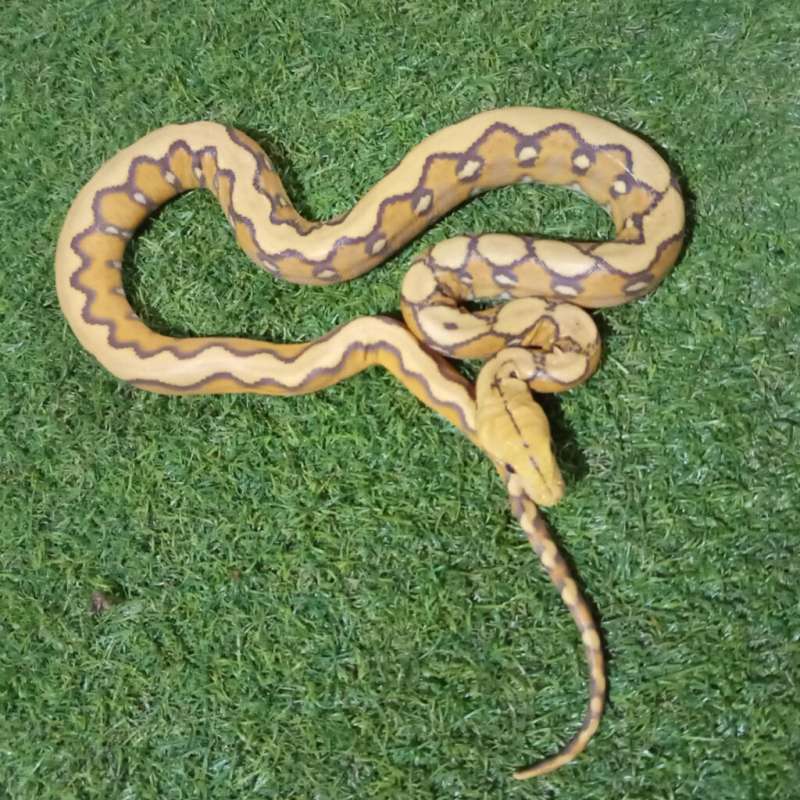 Retic caramel