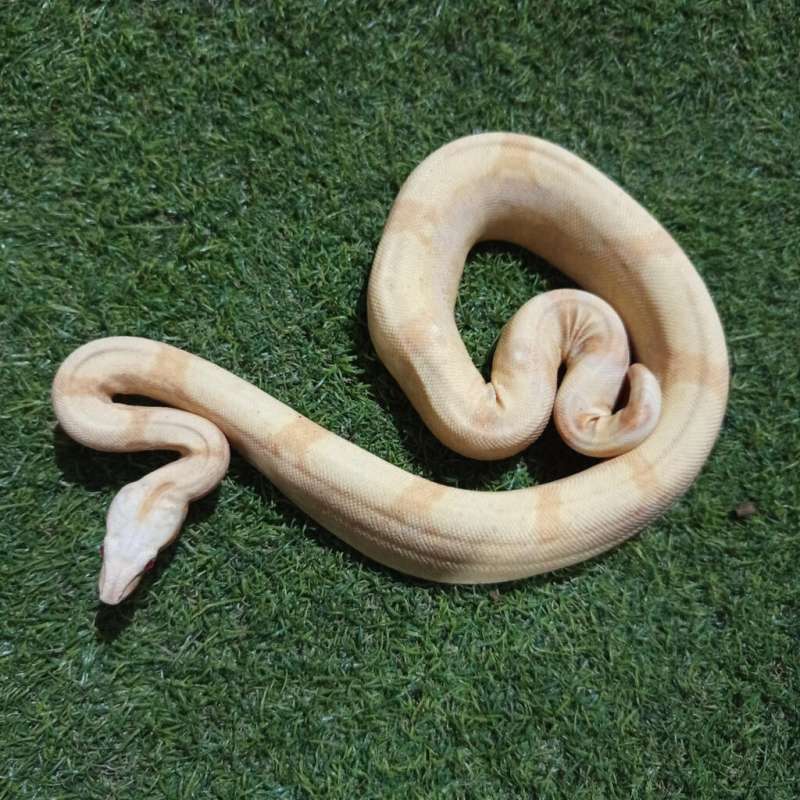 Boa Albino