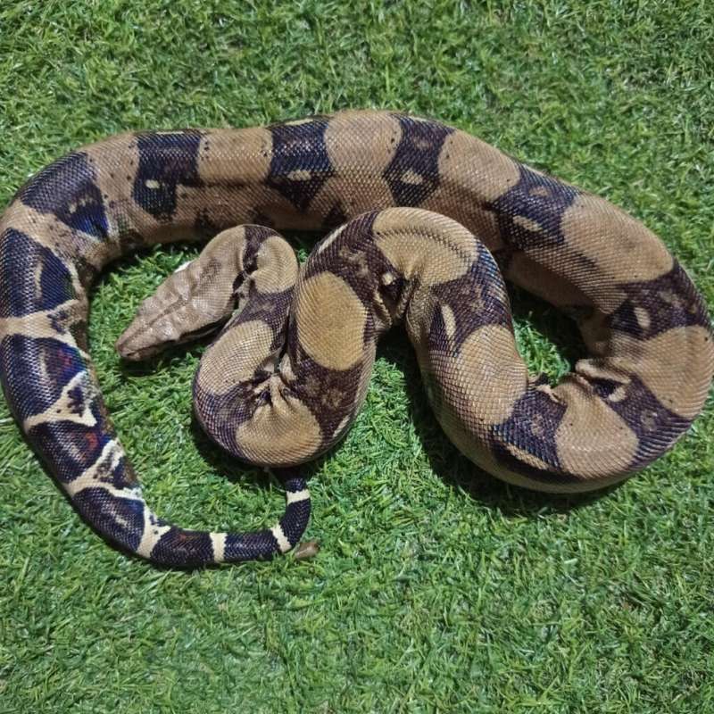 Boa Salmon Het Albino