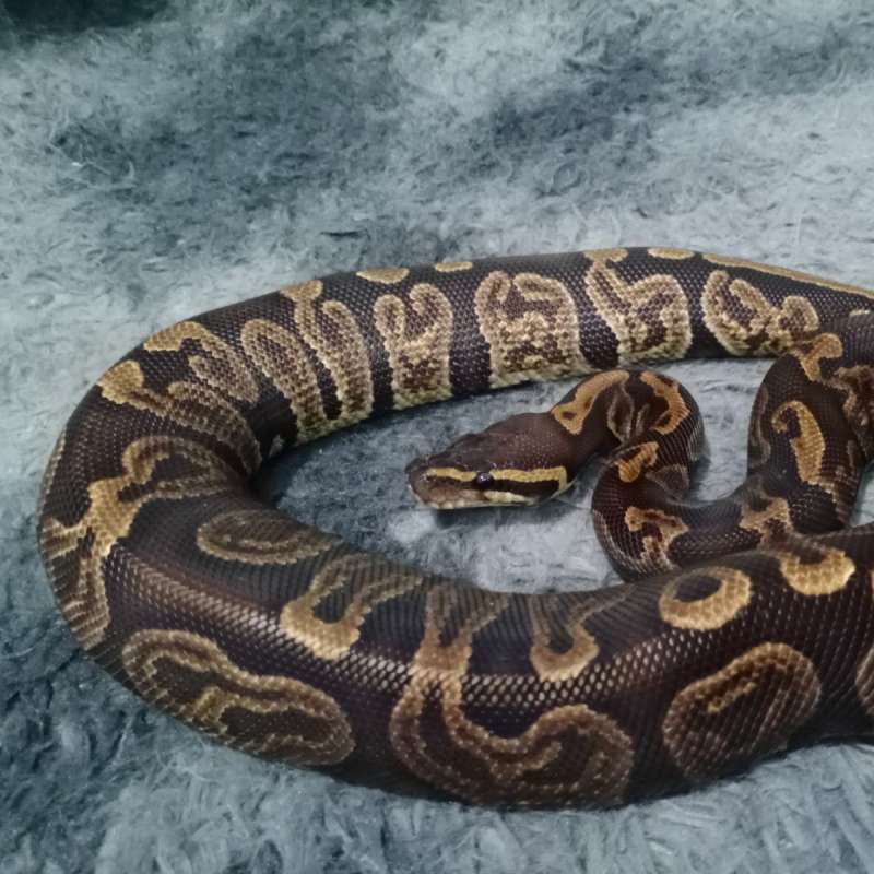 GHI Ball Python