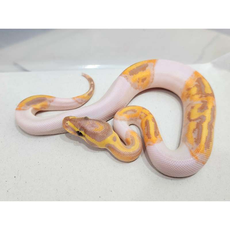 Banana Piebald hi Grade hi Kontras
