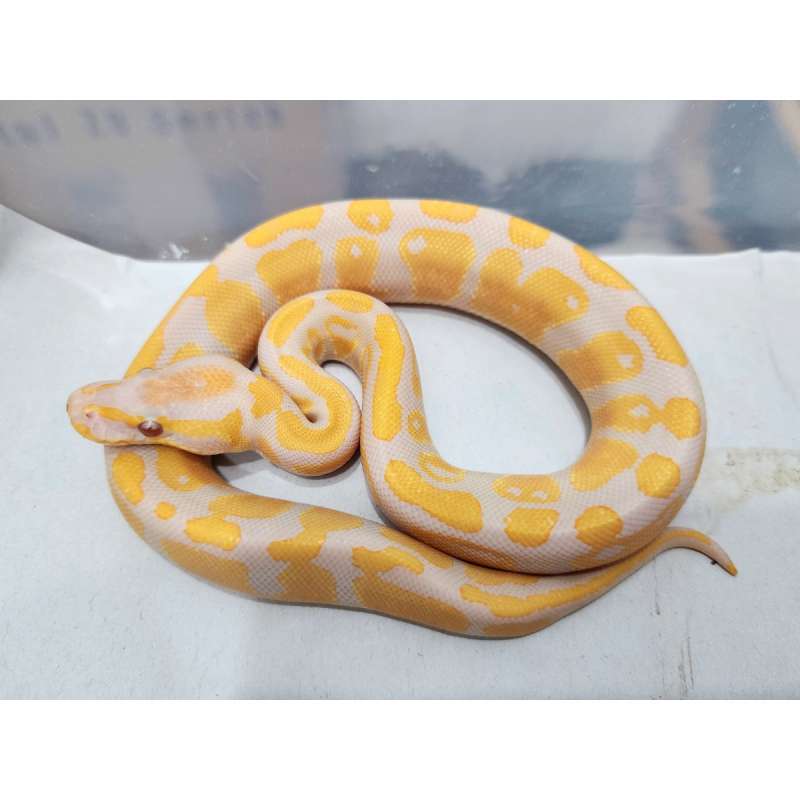 Albino Lavender het Pied ph Clown