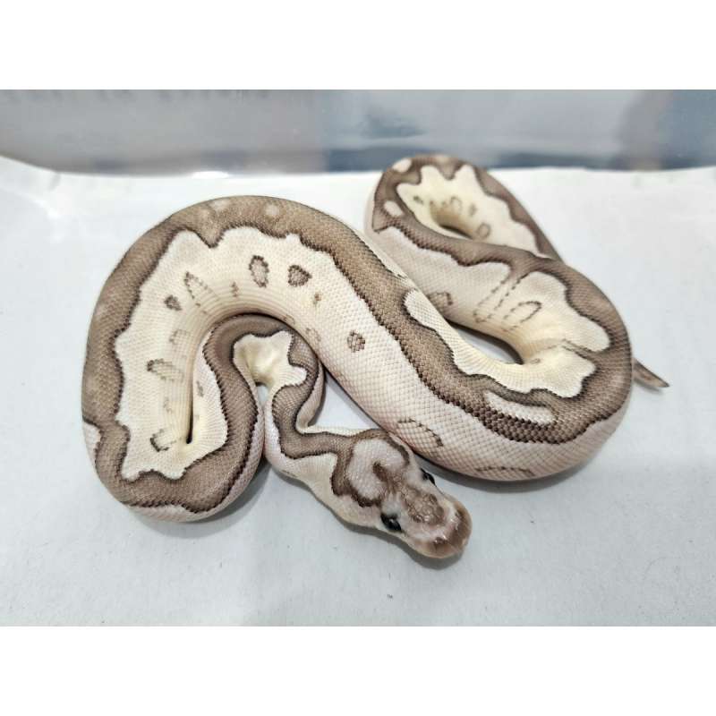 Butter Axanthic TSK Clown Female