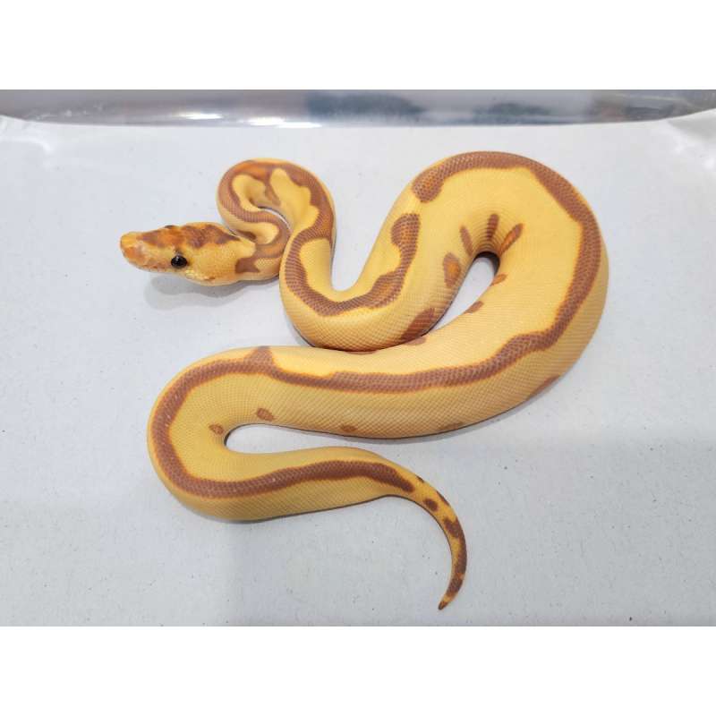 Banana Leopard Clown ph DG Female