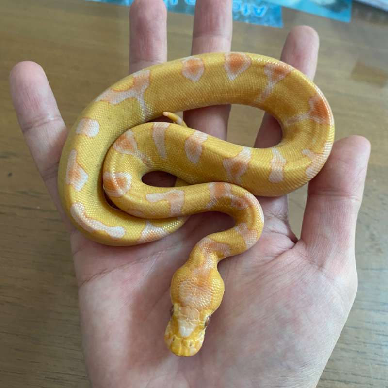 Enchi lavender clown