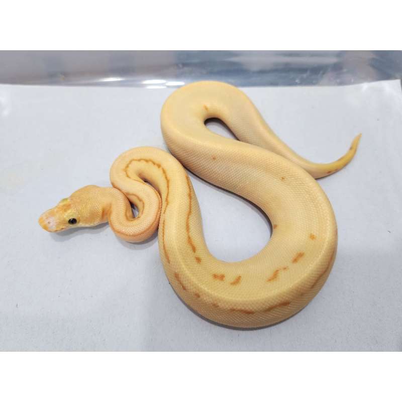 Banana Leo Pins Pastel Enchi Clown posDG/phDG Female