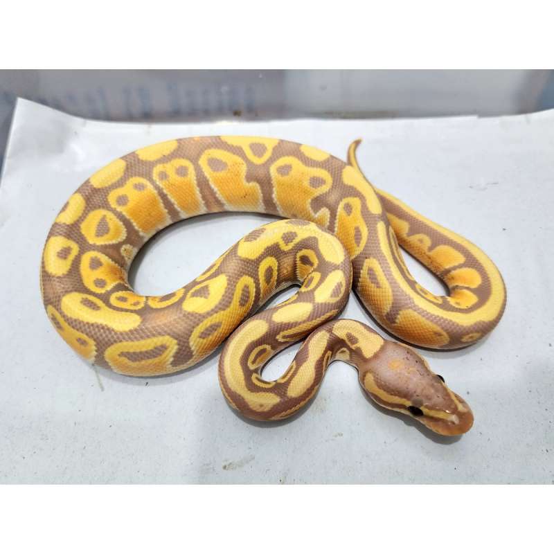 Banana Pastel dh GS Lavender Female