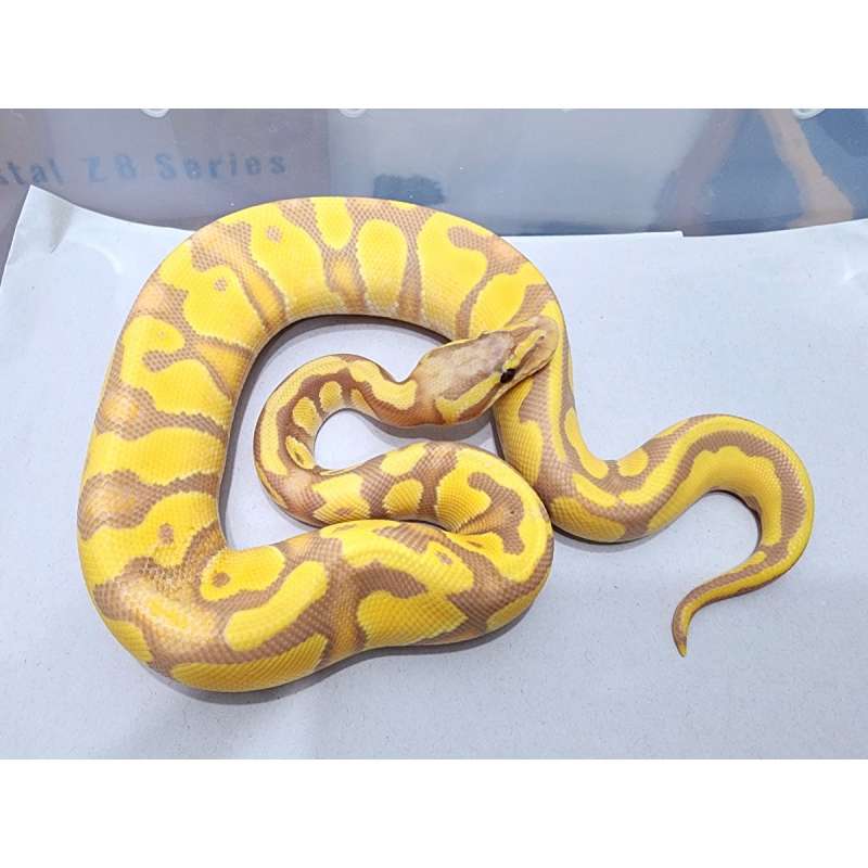 Banana Enchi dh GS Lavender Female