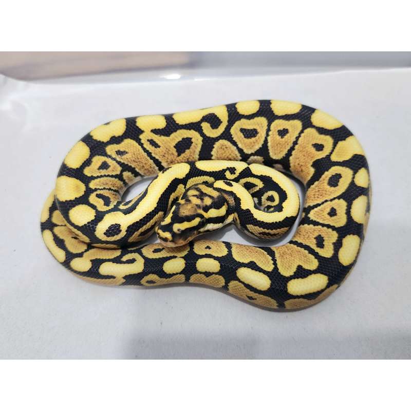 Spotnose Desert Ghost DG