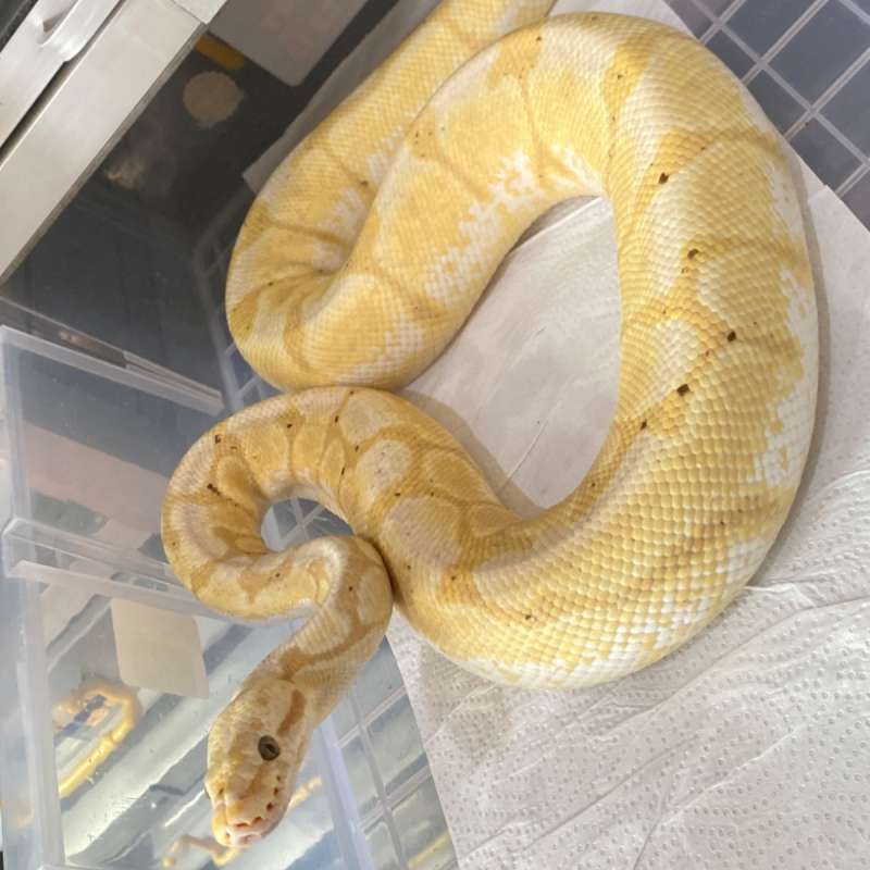 Banana Spider Enchi
