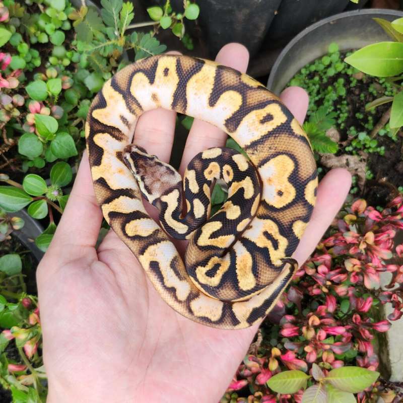 enchi calico pastel het lavender ph clown