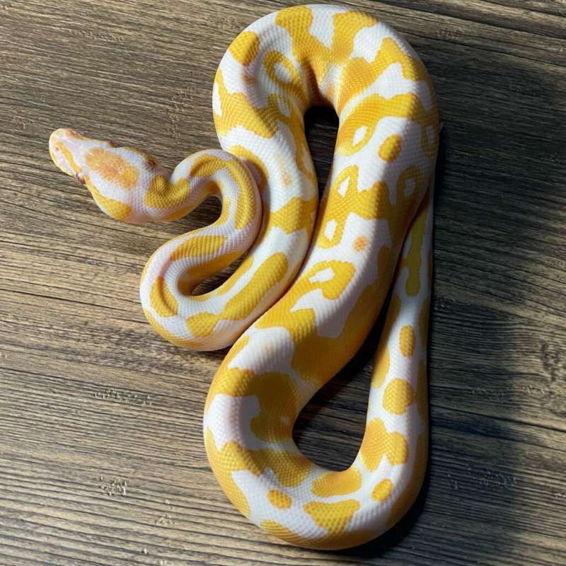 LAVENDER HET CLOWN