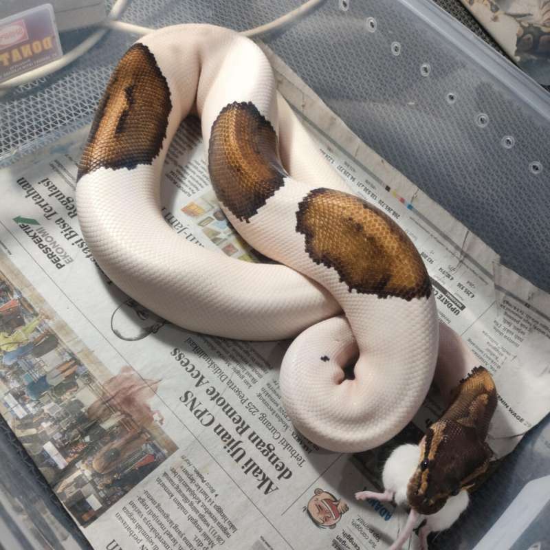 Blackpastel Pied het Lavender