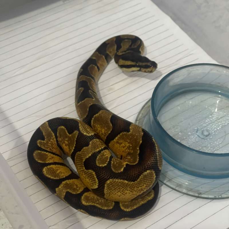 F enchi het pied