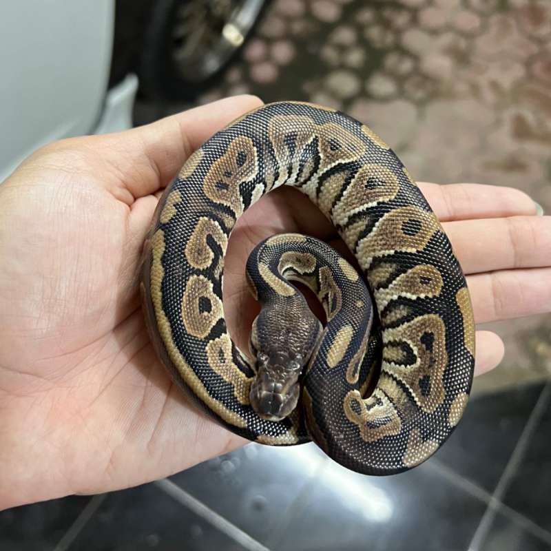 Ball Python BP Male Black Pastel