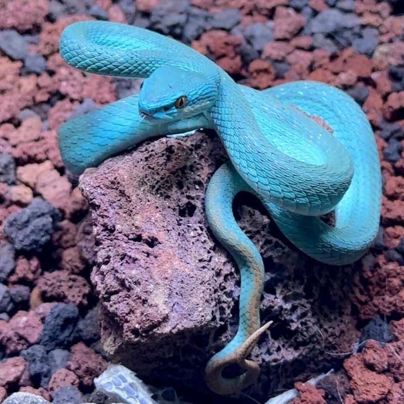 Trimeresurus Insularis locality Sumbawa