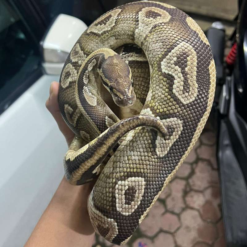 Ball Python BP Male Mojave Proven