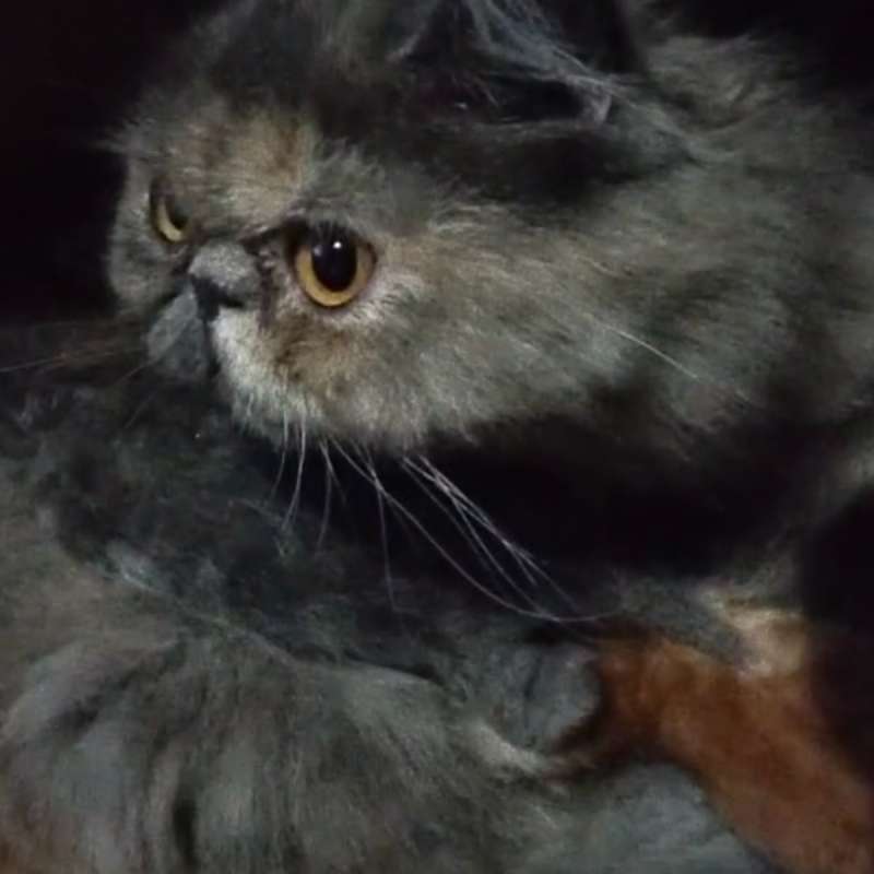 F Indukan Kucing Persia Peaknose dan 2 Kitten