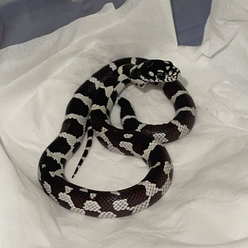 Jungle Corn Snake het Albino