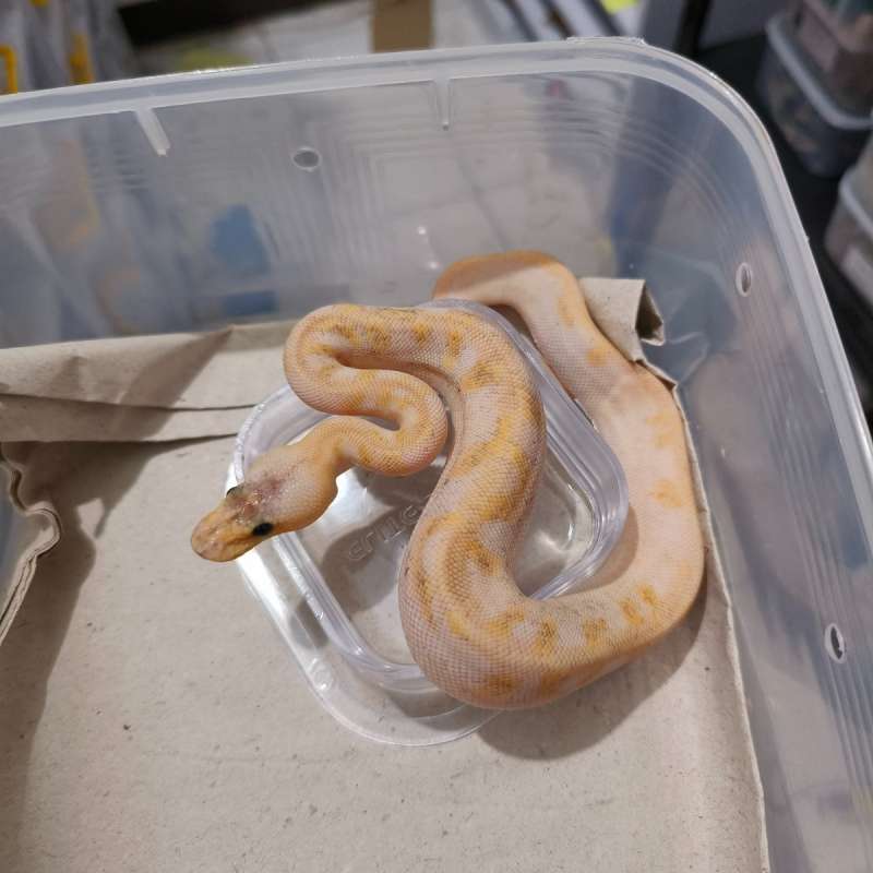 M Pastel Champagne Spotnose het Clown