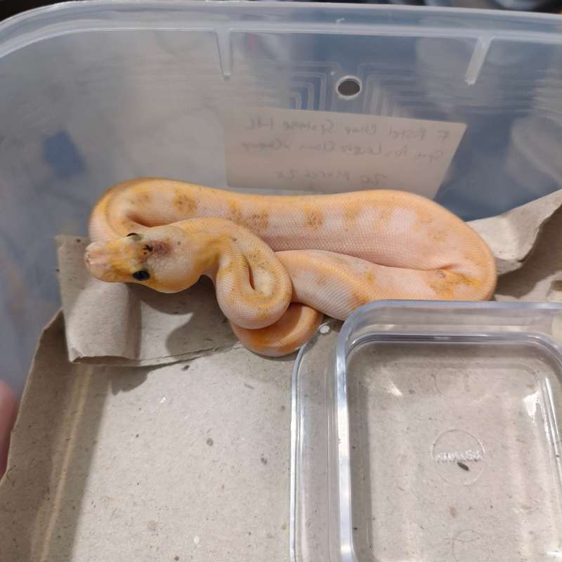 F Pastel Champagne Spotnose het Clown