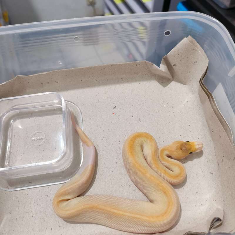 F Butter Champagne Spotnose het Clown