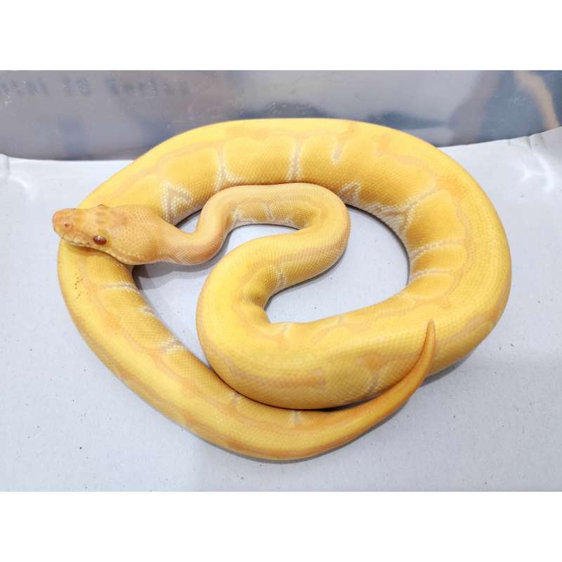 Albino Pinstripe Female