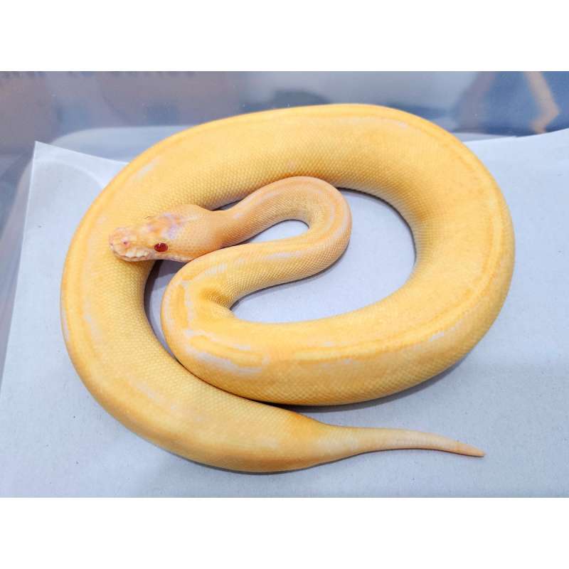 Albino Champagne Female
