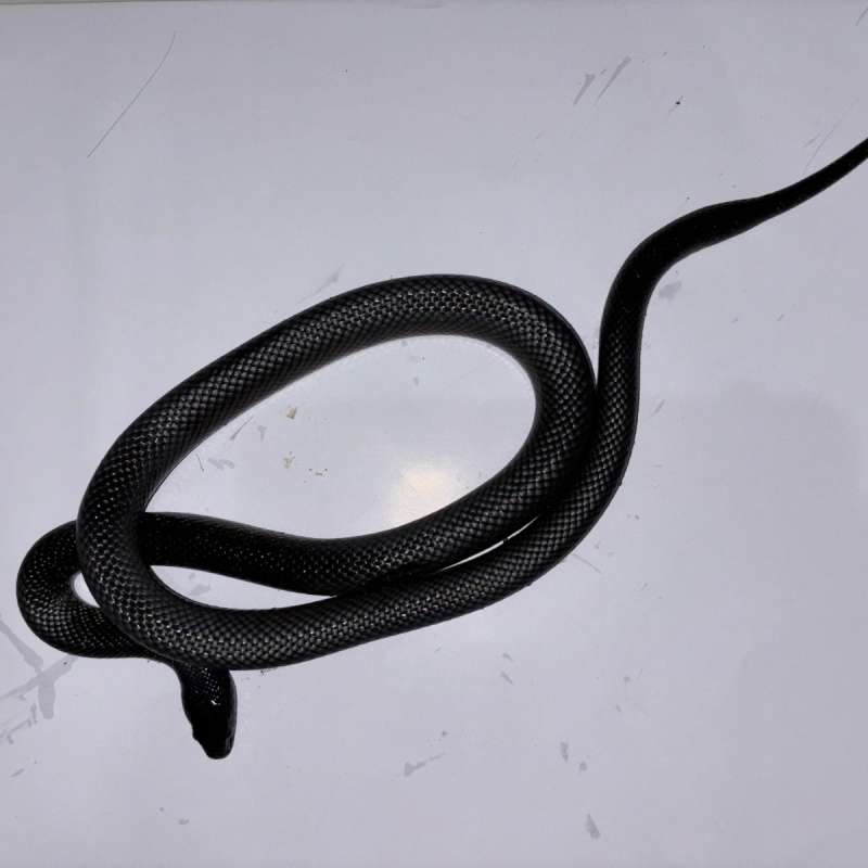 Mexican black kingsnake