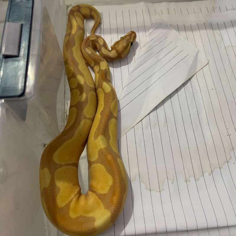 M banana enchi het pied