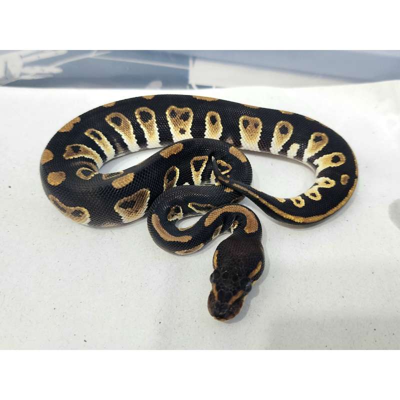 F Black Head het Clown ph Lavender