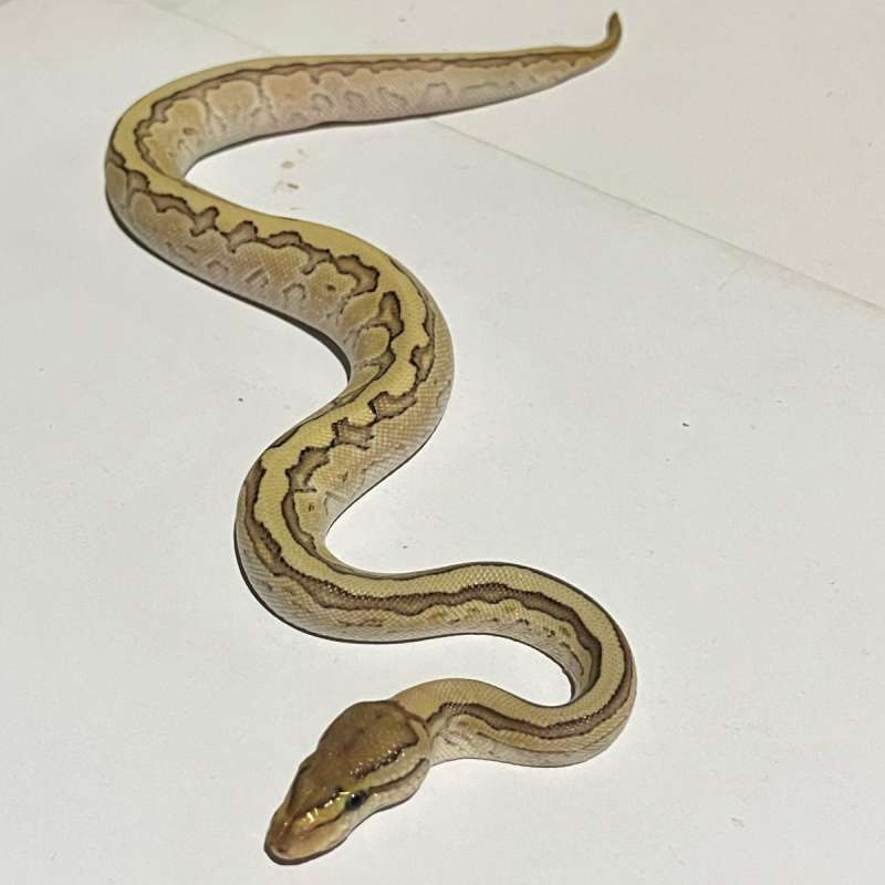 M. pinstripe mojave orange dream yellowbelly